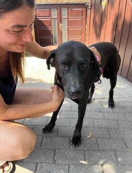 Oliver, sanfter Schmusebär, ca. 3 Jahre - Vaterstetten