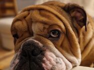 Englische Bulldogge - Blankenfelde-Mahlow