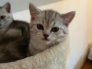 BKH Kitten - Olpe