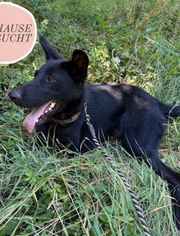 MARIO sucht sein Für-immer-Zuhause ❤️ - Saarbrücken