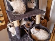 Entzückende, antiallergische Neva Masquerade-Katzen suchen ein neues Zuhause. - Meinerzhagen