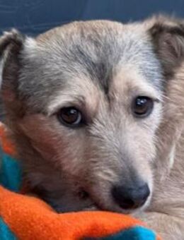 PEPPI-zauberhafte,wunderschöne Hündin - Rösrath