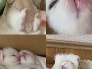 Zauberhafte reinrassige weiße Kitten zu verkaufen - Remscheid