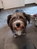 Liebevolle Mischlingshündin sucht neues Zuhause in 94227