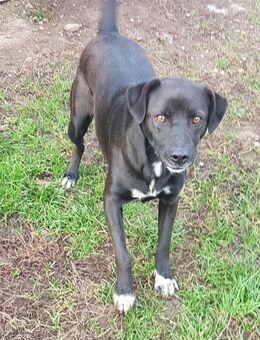 Lady, hübsche Junghündin sucht Zuhause - Winsen (Aller)