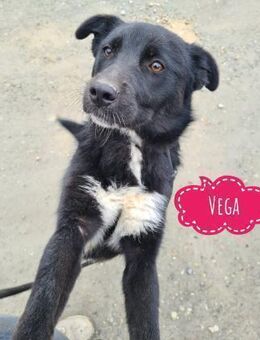 Vega eine gutmütige Seele - Flörsheim-Dalsheim