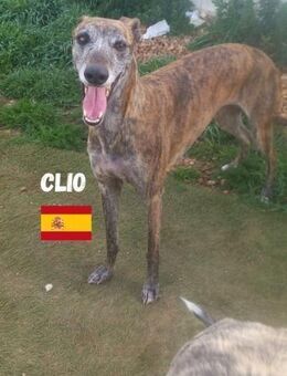 Clio - unkompliziert und freundlich - Heppenheim (Bergstraße)