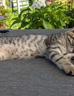 kater Getiegert 12 Wochen - Eschweiler