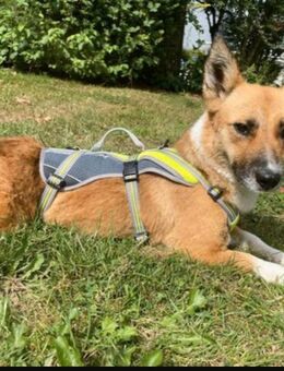 Jess sucht Ihr Für-Immer-Zuhause - Bochum