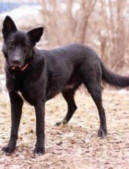 RALF- sucht liebevolle Familie - Mainhardt