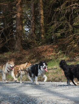 Fahrt mit Schlittenhunden - Schalkau