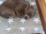 Chihuahua rüde - Nidderau
