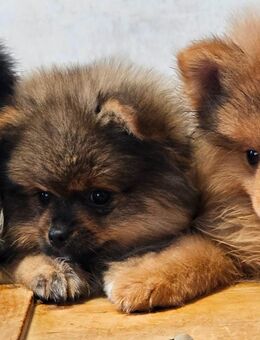 Reinrassige Pomeranian / Zwergspitz - Wiesau