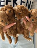 Süße Maltipoo Welpen in 49152