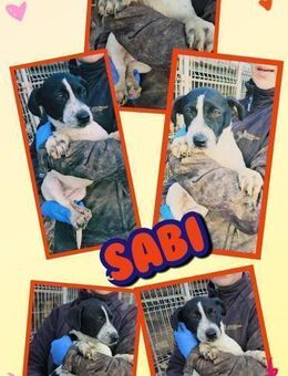 Welpenmädchen Sabi bald auf PS - Nürnberg