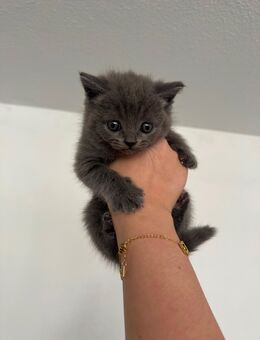 reinrassige BKH kitten - Dortmund