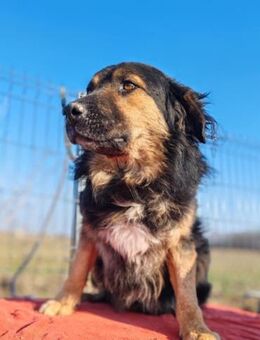 Mahoo - sanfter Zottel - Müglitztal