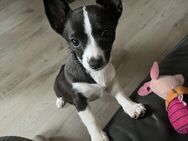 Chihuahua Mix Welpen - Vettweiß