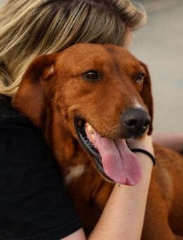 Jagdhundmix Goge - Ellerbek