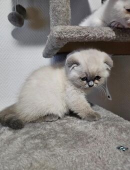 Britich Kurzhaar kitten - Nürnberg