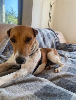 Polly - Hündin mit großem Herz - Köln