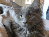 Maine Coon Kitten (Blue Smoke) - Großenlüder