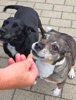 dringend 2 Hunde abzugeben/ trauriger Anlass - Ludwigslust