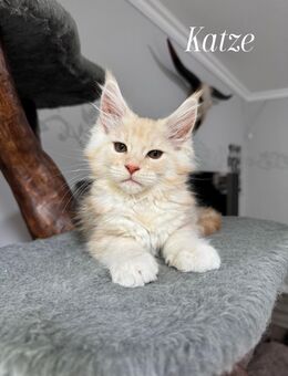 Maine Coon Kitten weiblich - Wismar
