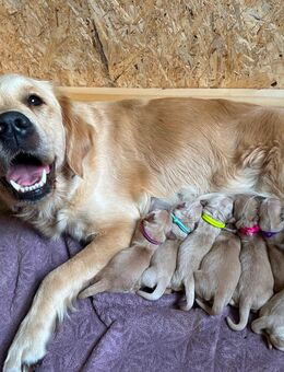 Golden Retriever Welpen mit Papieren - Braunschweig