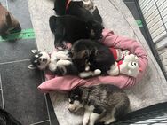 Husky-Border-mix Welpen - Schwedt (Oder)