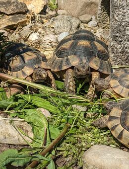 Nachzuchten Breitrandschildkröten (Testudo Marginata) 2017 - Königsbrunn