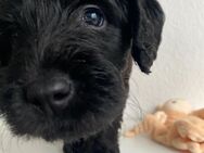 Labradoodle Welpen, schwarz mit Impfung, Papieren - Rüdesheim (Rhein)