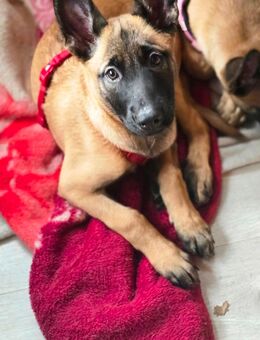 Süße Malinois - Wuppertal