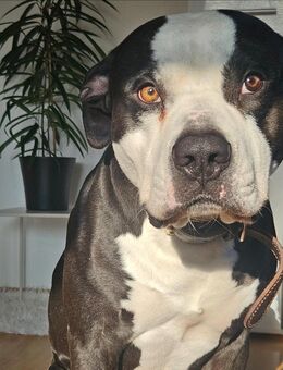 American Bully Mischling sucht neues Zuhause - Visselhövede Zentrum