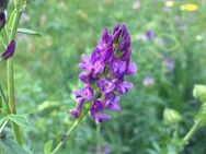 Luzerne Samen Pferde Hühner Futter Pflanze Klee Saatgut Weide Luzernesamen Blumensamen Tierfutter lila Blüten Hase Bienenfreundlich für Garten und Balkon Geschenk SWR Treffpunkt - Pfedelbach