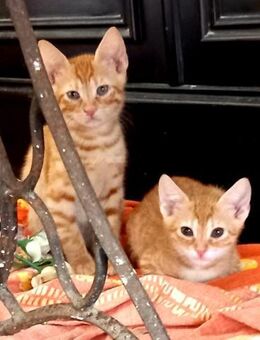 Fred & George aus dem Tierschutz - Grevenbroich