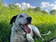 Liebenswürdiger Winnetou sucht Familie - München