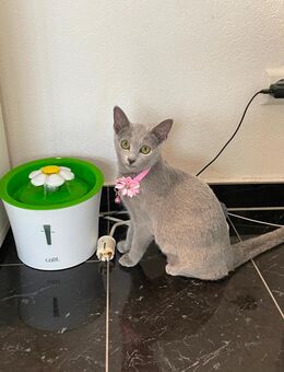 Russisch Blau mit Stammbaum Abgabebereit! - Liebenau (Niedersachsen)