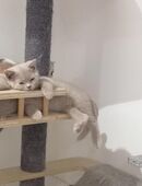 Zauberhafte Briten Bärchen mit Stammbaum aus seriöser Hobbyzucht in 55430