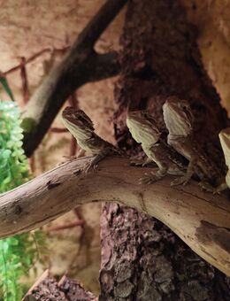 Zwergbartagamen, Pogona Henrylawsoni, Bartagame - Hünfeld (Konrad-Zuse-Stadt)