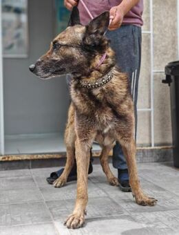 Seelenhund Zeus sucht seinen Hof - Müglitztal