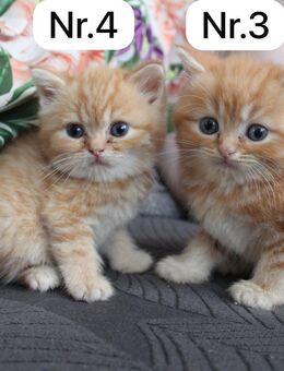 BKH kitten suchen neu zu Hause - Diez