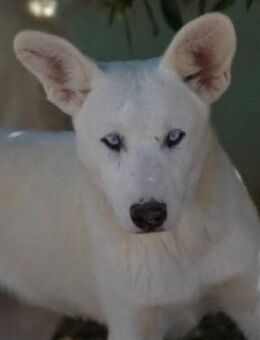 Blas ist ein lieber Hund - Donaueschingen