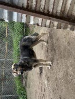 Zuhause/Pflegestelle gesucht für Thor - Miesbach