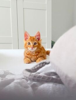 Maine Coone / Bengal Mix Kater abzugeben - Berlin Reinickendorf