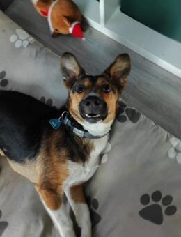 Fly wartet auf ein neues Körbchen - Nordwalde