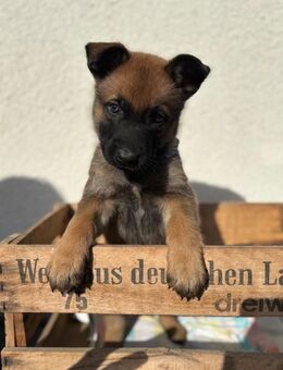 Malinois-Welpen mit RSV2000-Papiere - Mutterstadt