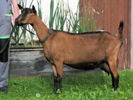 BDE Ziegen, Ziegen in Milch und w Jungtiere aus Herdbuchzucht - Eggenfelden
