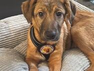 Samson ist bereit für neue Abenteuer - München
