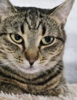 Junge Katzendame Hilly - München